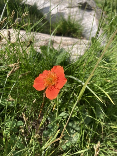 Geum coccineum