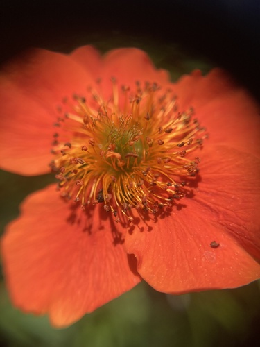 Geum coccineum