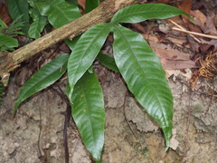 Tectaria harlandii