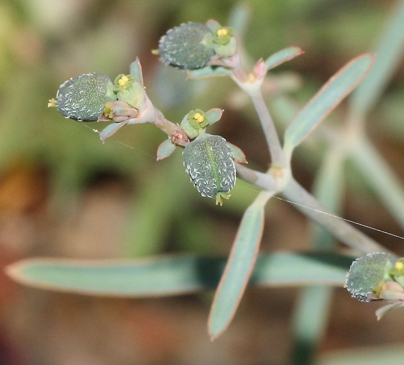 Euphorbia glanduligera