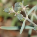 Euphorbia glanduligera - Photo (c) Marion Maclean, osa oikeuksista pidätetään (CC BY-NC), lähettänyt Marion Maclean