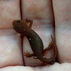 Taricha torosa
