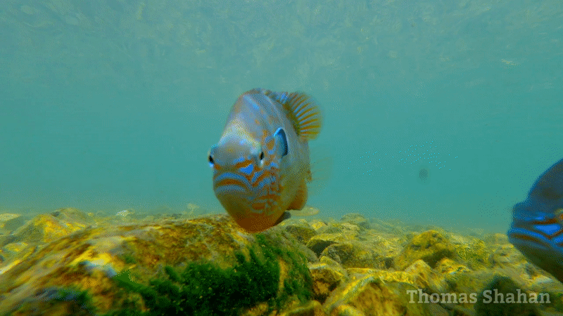 Longear Sunfish