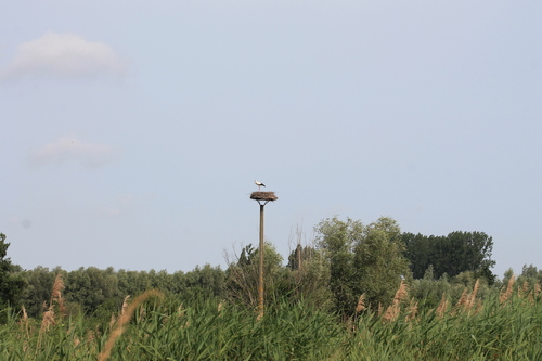 Cigogne blanche