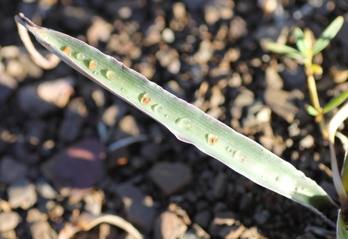 Ledebouria undulata image