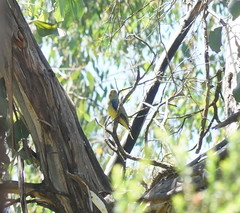 Neophema chrysostoma