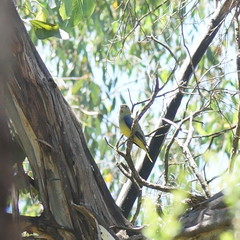 Neophema chrysostoma