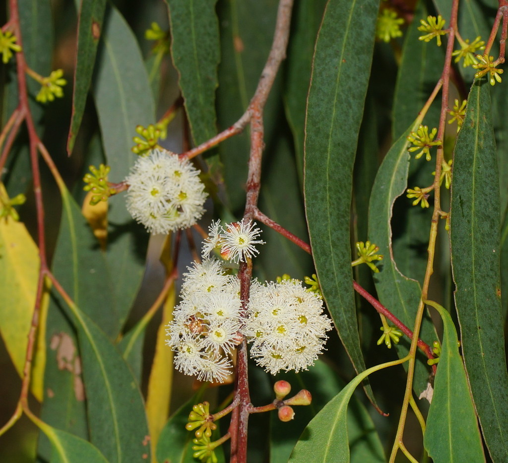 narrowleaf peppermint gum from Yellingbo VIC 3139, Australia on