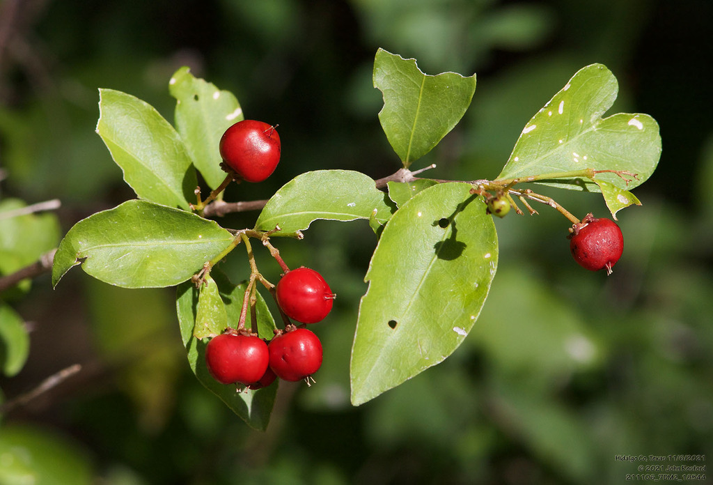 Malpighia glabra (Malpighia glabra)