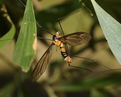 Leptotarsus clavatus