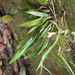 Asplenium griffithianum - Photo (c) 羅忠良, some rights reserved (CC BY-NC), uploaded by 羅忠良