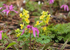 Corydalis bracteata