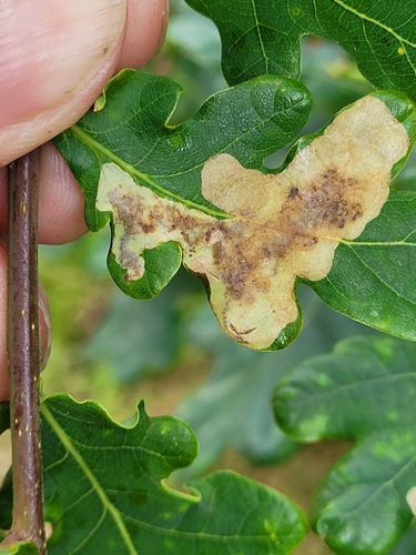 Oak Mining Sawfly