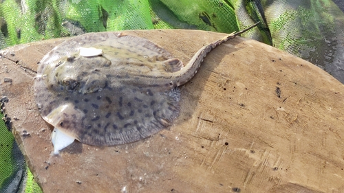 Smooth back river stingray (Potamotrygon orbignyi) — Potamotrygonidae