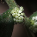 Elatostema lineolatum - Photo (c) 羅忠良, μερικά δικαιώματα διατηρούνται (CC BY-NC), uploaded by 羅忠良