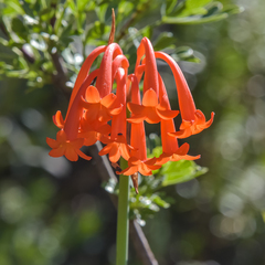 Cyrtanthus epiphyticus