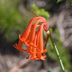 Cyrtanthus epiphyticus