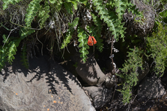 Cyrtanthus epiphyticus