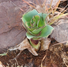 Pseudogaltonia clavata