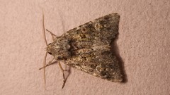 Polymixis lichenea