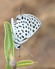 Tarucus sybaris linearis