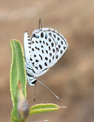Tarucus sybaris linearis