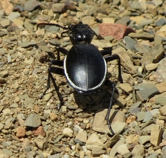 Anthia cinctipennis