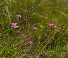 Dianthus basuticus