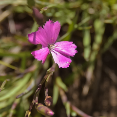 Dianthus basuticus