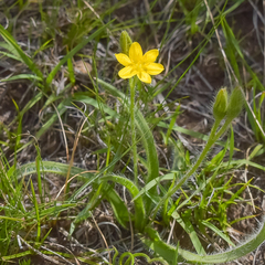 Hypoxis argentea