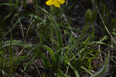 Hypoxis argentea