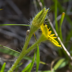 Hypoxis argentea