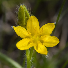 Hypoxis argentea