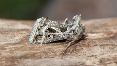 Thysanoplusia daubei