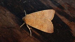 Xanthia ocellaris