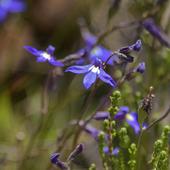 Lobelia preslii