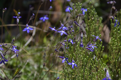 Lobelia preslii