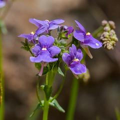 Nemesia caerulea