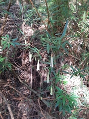 Billardiera macrantha