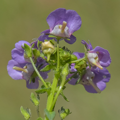 Nemesia caerulea