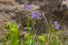 Nemesia caerulea