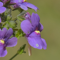 Nemesia caerulea