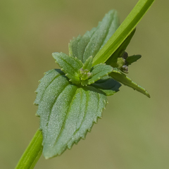 Nemesia caerulea