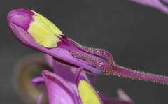 Cleome elegantissima