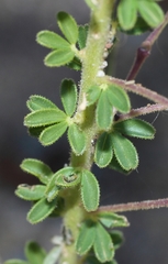 Cleome elegantissima