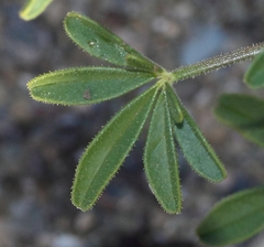 Cleome elegantissima