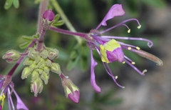 Cleome elegantissima