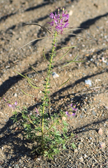 Cleome elegantissima