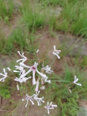 Brachystelma rubellum