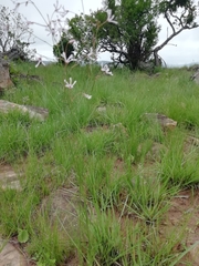 Brachystelma rubellum